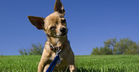 Dog & Puppy Training Techniques That Work!